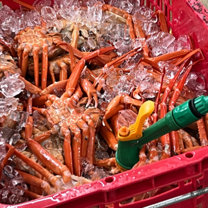 러시아대게, 대게, 자숙대게, 선어대게, 대게찜, 선어, 킹크랩, 러시아킹크랩, 홍게, 마가단, 프리모리, 활대게, 라이브대게, 대게택배, 킹크랩, 레드킹크랩, 블루킹크랩, 브라운킹크랩, 활 킹크랩, 선어킹크랩, 킹크랩자숙, 킹크랩찜, 브라운크랩, 수산물, 해산물, 홍게택배, 건어물, 가자미세꼬시, 세꼬시회, 미주구리, 임연수, 이면수, 대구, 생대구, 코다리, 양미리, 동해대게, 동해러시아대게, 오징어입, 맥주안주, 동해항씨푸드