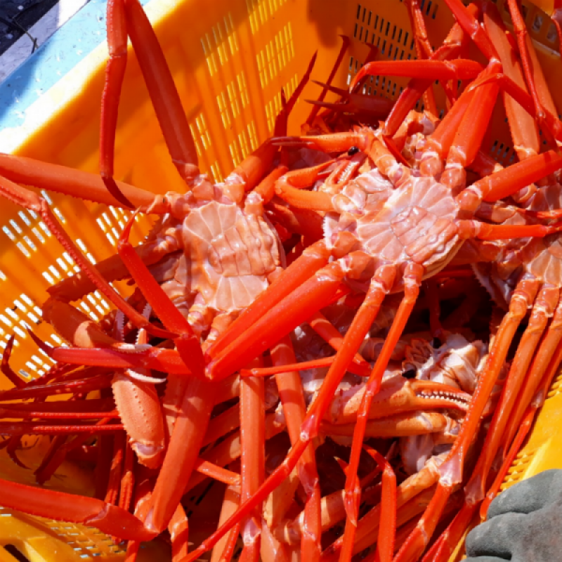 러시아대게, 대게, 자숙대게, 선어대게, 대게찜, 선어, 킹크랩, 러시아킹크랩, 홍게, 마가단, 프리모리, 활대게, 라이브대게, 대게택배, 킹크랩, 레드킹크랩, 블루킹크랩, 브라운킹크랩, 활 킹크랩, 선어킹크랩, 킹크랩자숙, 킹크랩찜, 브라운크랩, 수산물, 해산물, 홍게택배, 건어물, 가자미세꼬시, 세꼬시회, 미주구리, 임연수, 이면수, 대구, 생대구, 코다리, 양미리, 동해대게, 동해러시아대게, 오징어입, 맥주안주, 동해항씨푸드