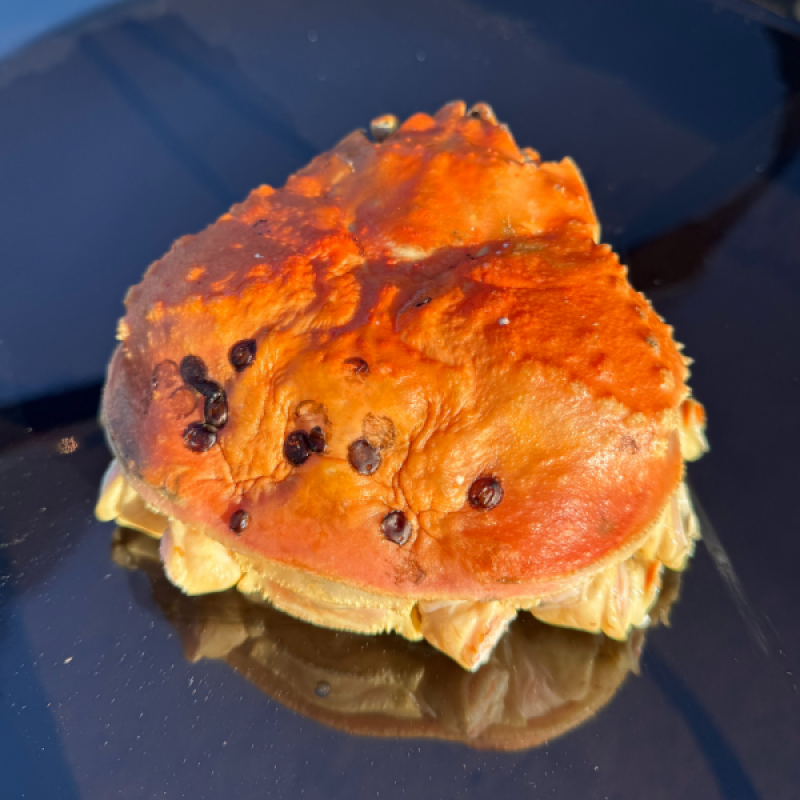 러시아대게, 대게, 자숙대게, 선어대게, 대게찜, 선어, 킹크랩, 러시아킹크랩, 홍게, 마가단, 프리모리, 활대게, 라이브대게, 대게택배, 킹크랩, 레드킹크랩, 블루킹크랩, 브라운킹크랩, 활 킹크랩, 선어킹크랩, 킹크랩자숙, 킹크랩찜, 브라운크랩, 수산물, 해산물, 홍게택배, 건어물, 가자미세꼬시, 세꼬시회, 미주구리, 임연수, 이면수, 대구, 생대구, 코다리, 양미리, 동해대게, 동해러시아대게, 오징어입, 맥주안주, 동해항씨푸드